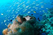 Gallery thumbnail 1